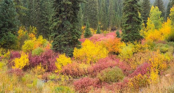 Wyoming-Hoback fall colors along Highway 89 with Dogwood-Willow-Evergreens-Aspens